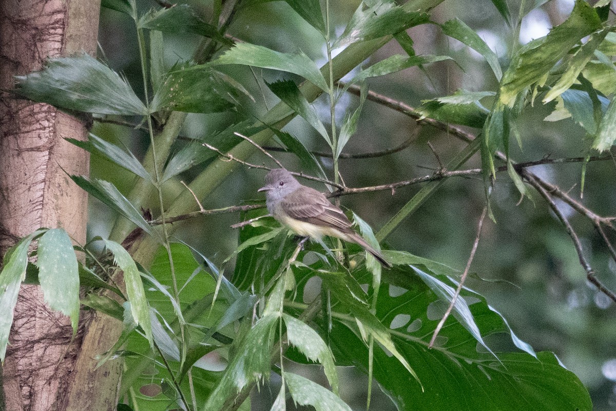 Panama Flycatcher - ML643138702