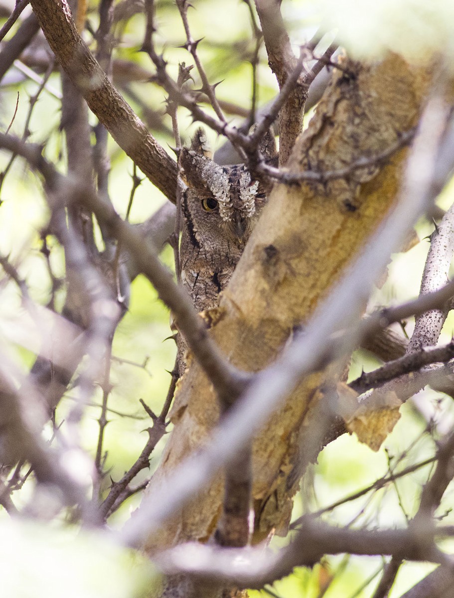 Eurasian Scops-Owl - ML643138721