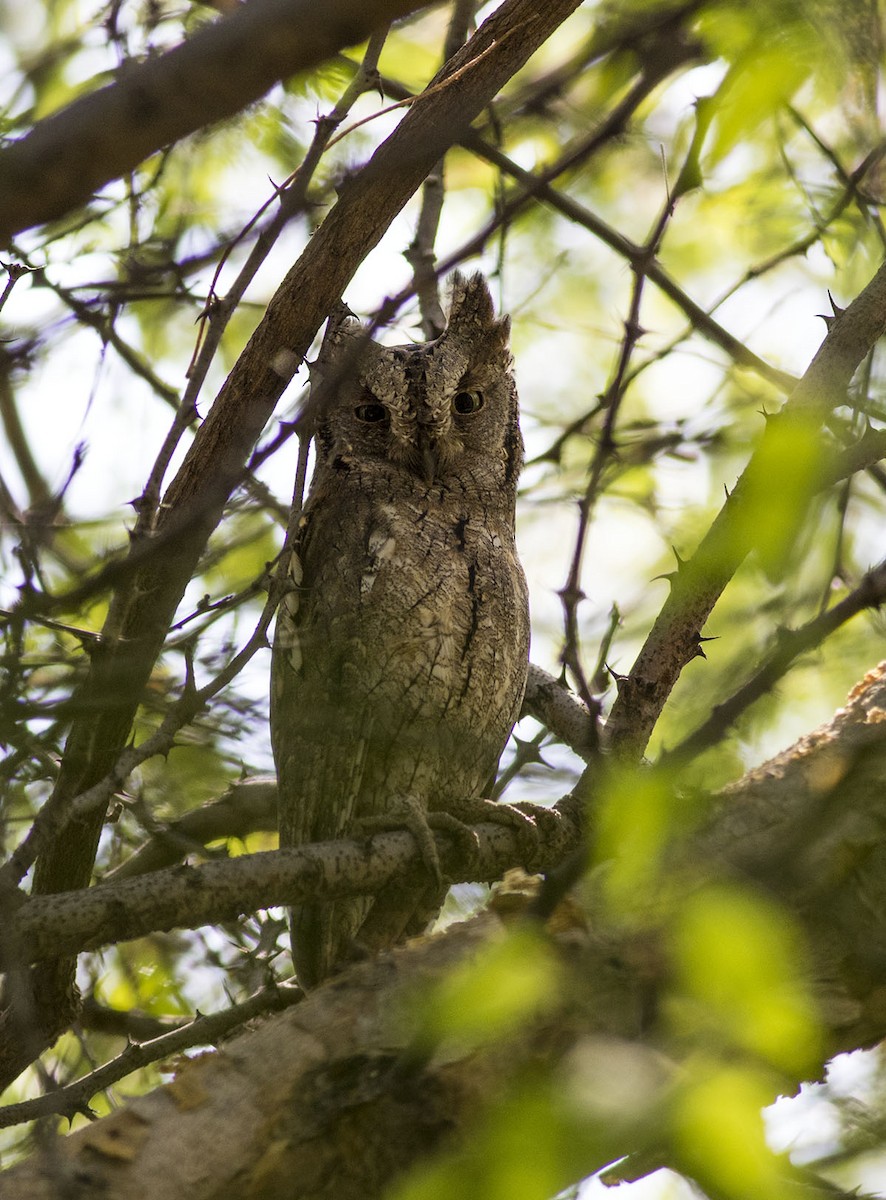 Eurasian Scops-Owl - ML643138722