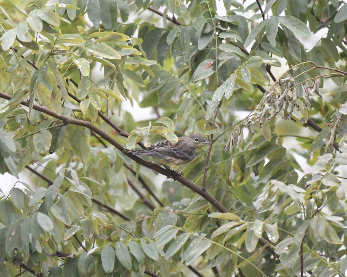 Kirtland's Warbler - ML643138744