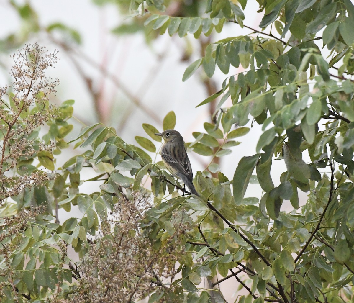 Kirtland's Warbler - ML643138745