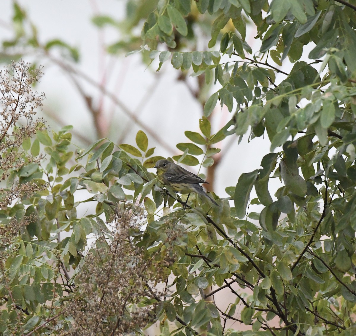 Kirtland's Warbler - ML643138746
