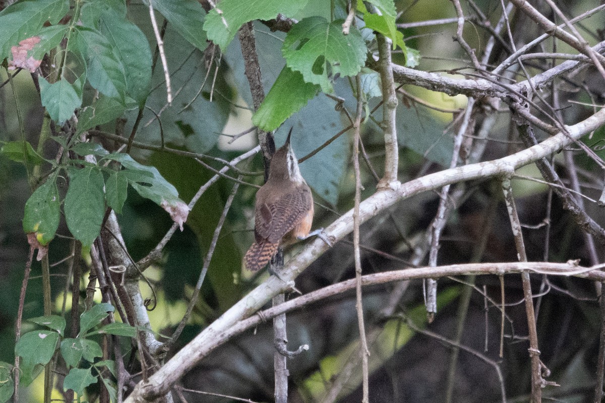 Buff-breasted Wren - ML643138770