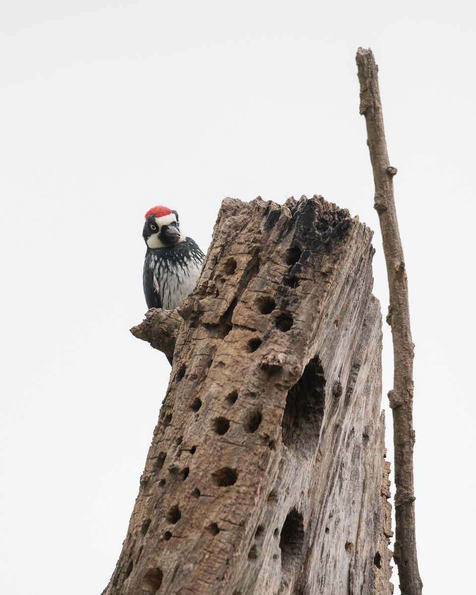 Acorn Woodpecker - ML643138785