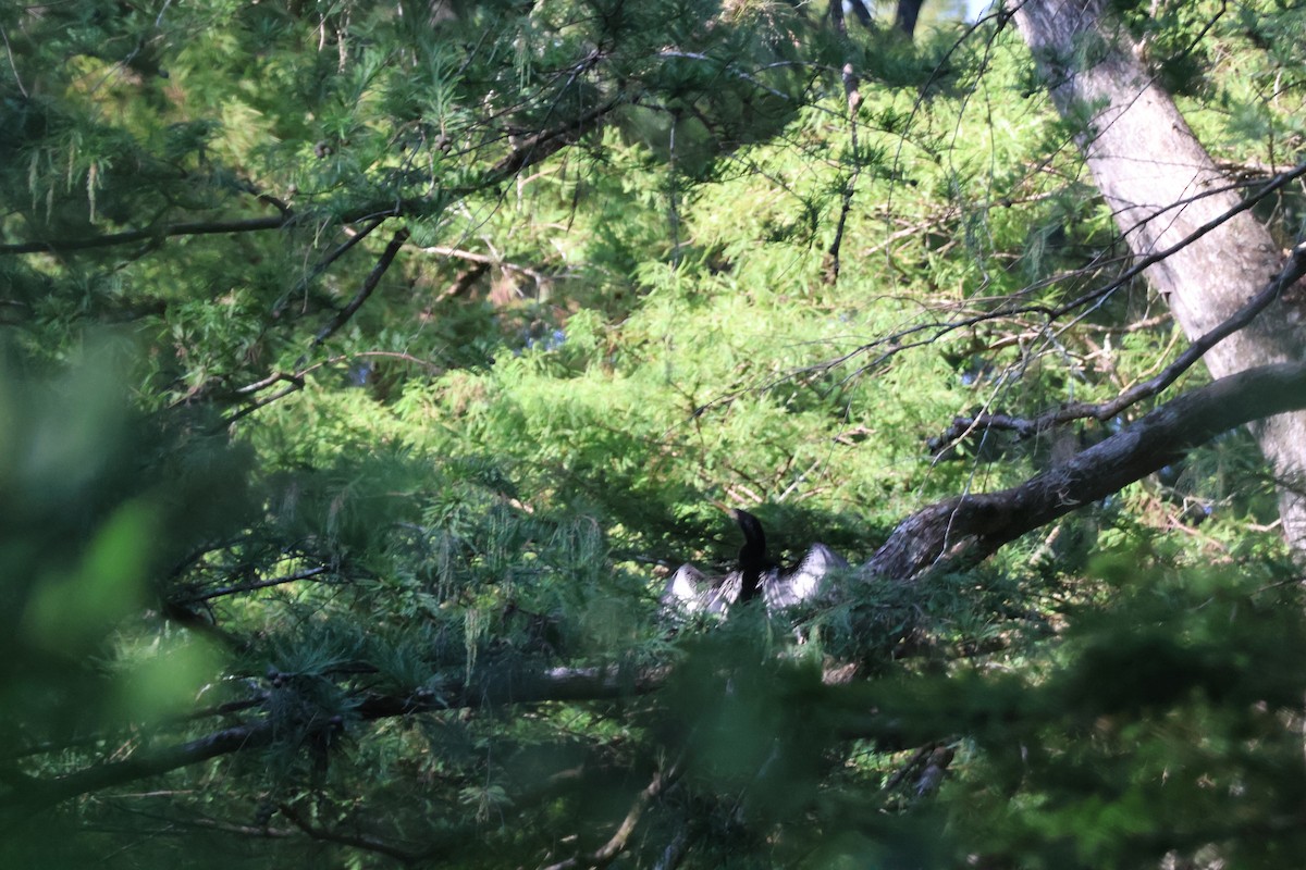 Anhinga - ML643138792