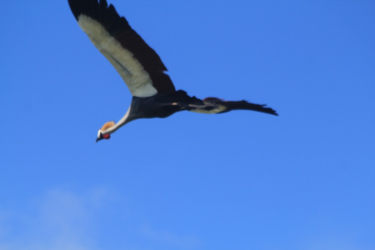 Gray Crowned-Crane - ML643138795