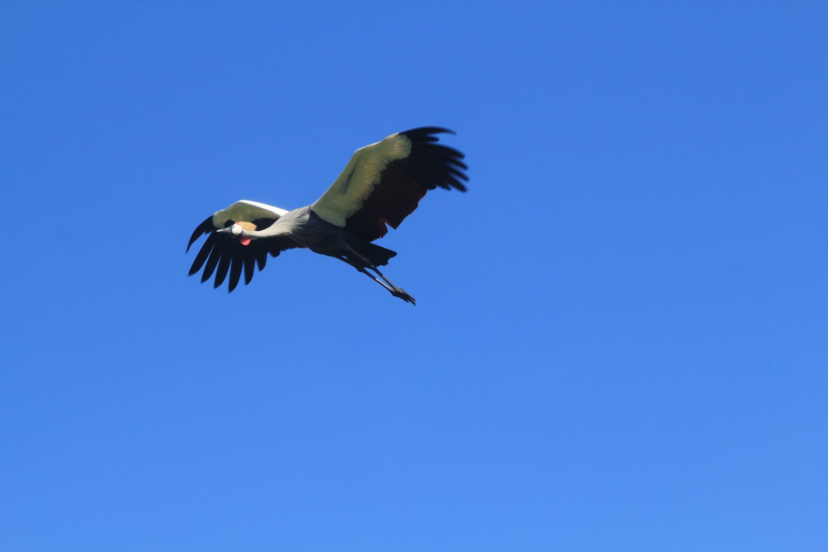 Gray Crowned-Crane - ML643138796