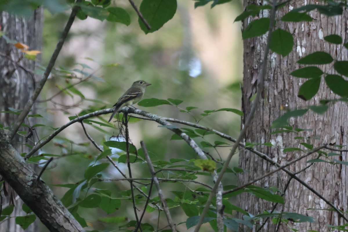 Acadian Flycatcher - ML643138816