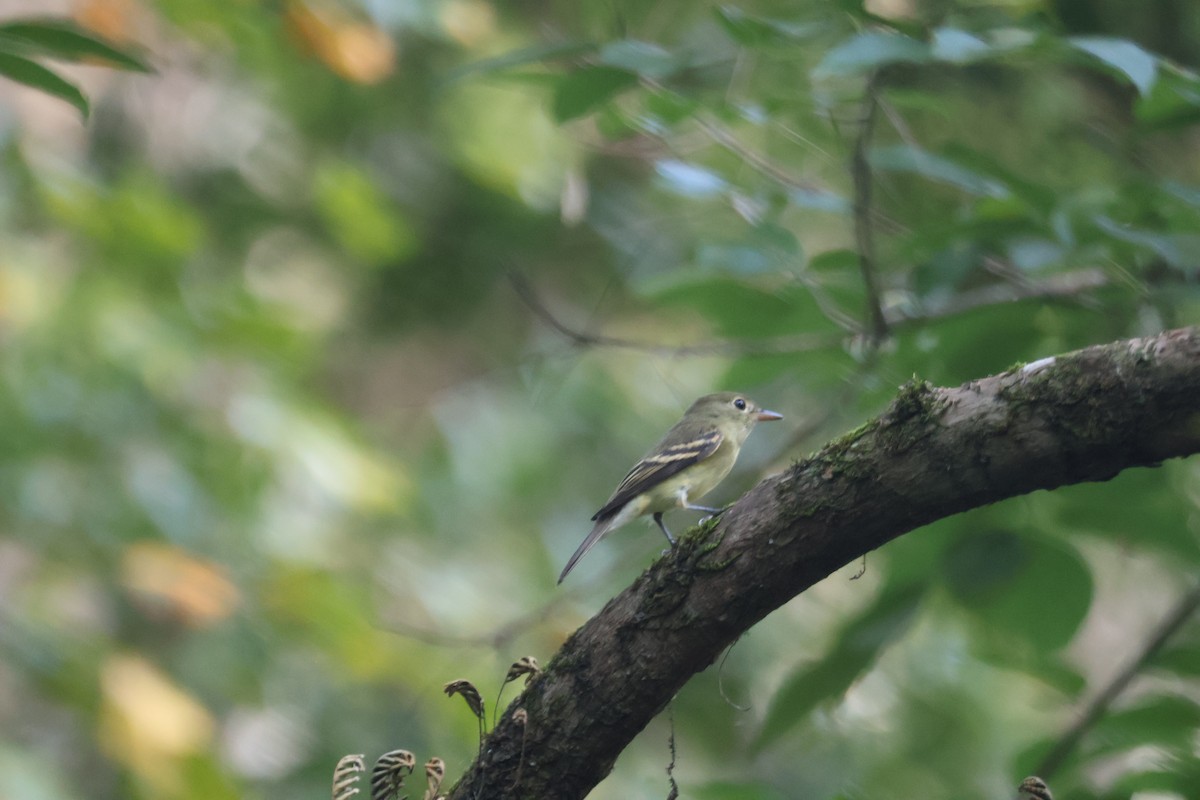 Acadian Flycatcher - ML643138817