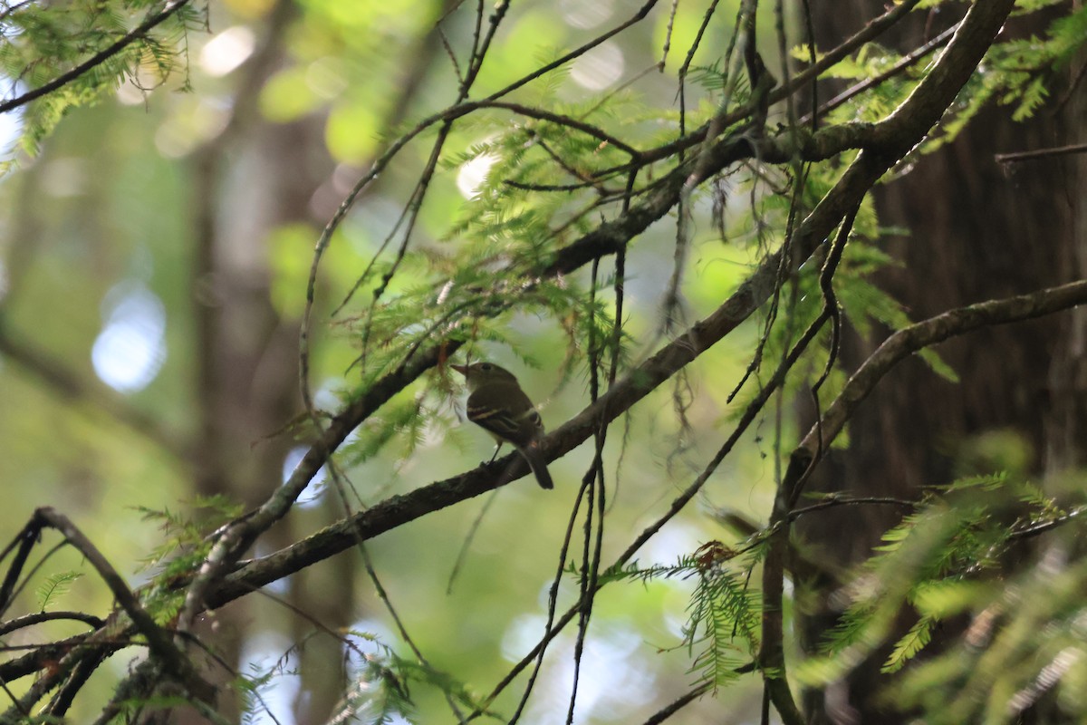 Acadian Flycatcher - ML643138818