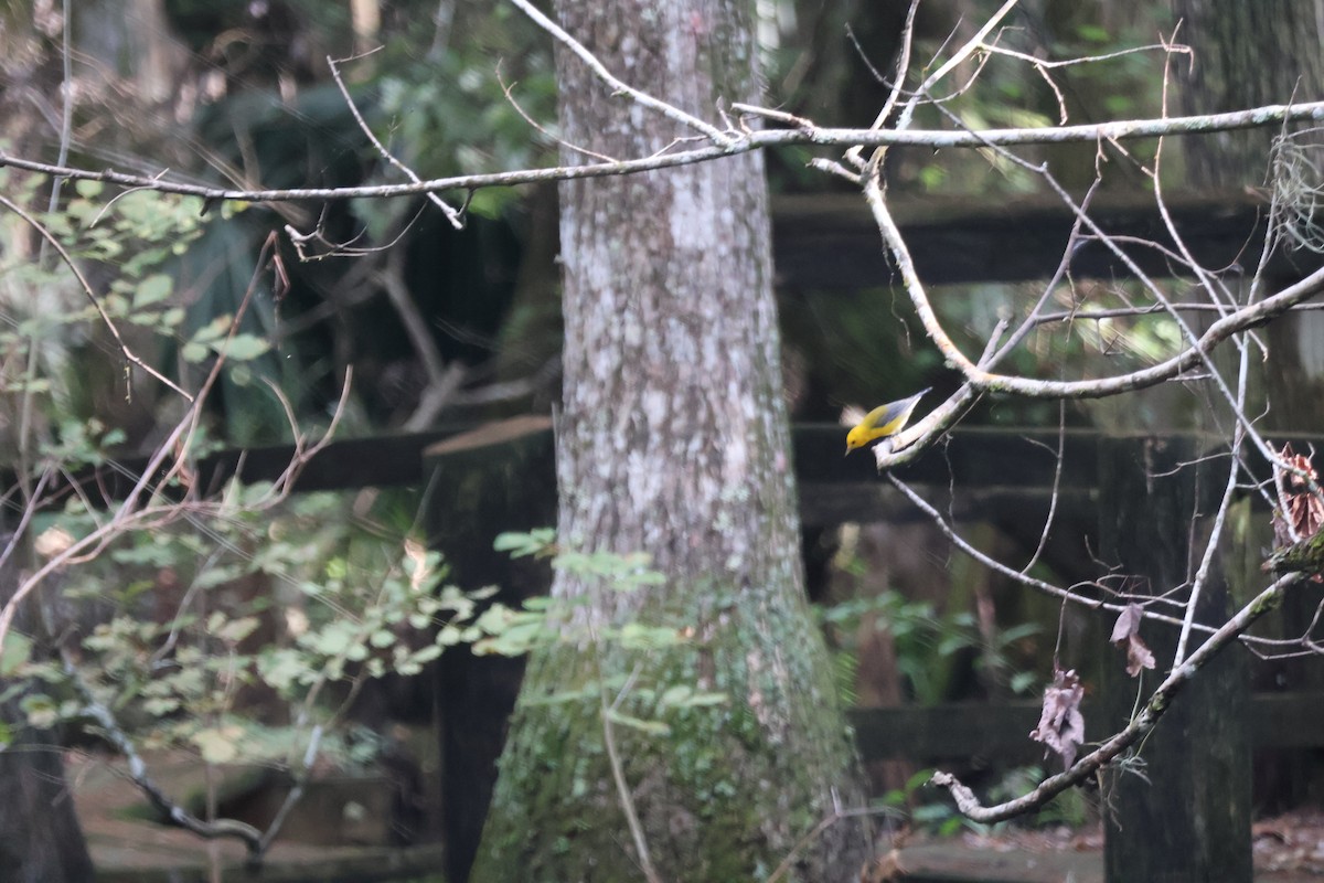 Prothonotary Warbler - ML643138826