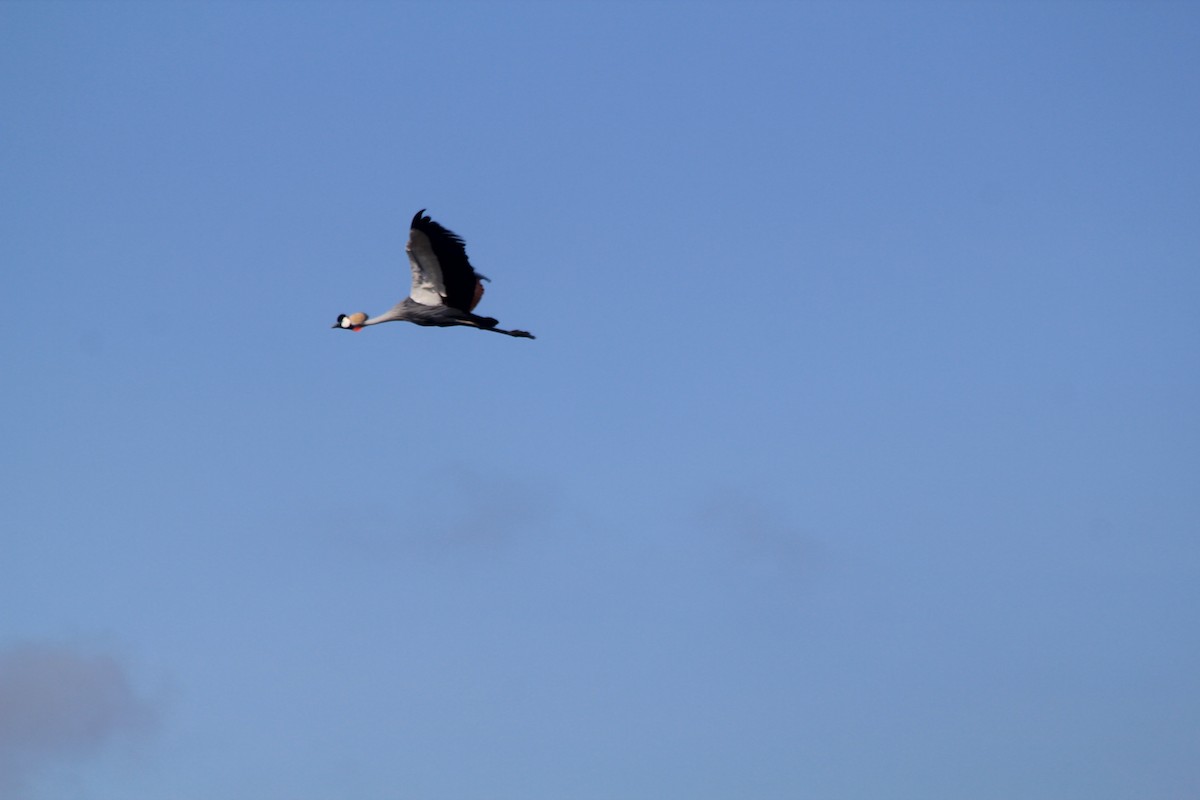 Gray Crowned-Crane - ML643138831