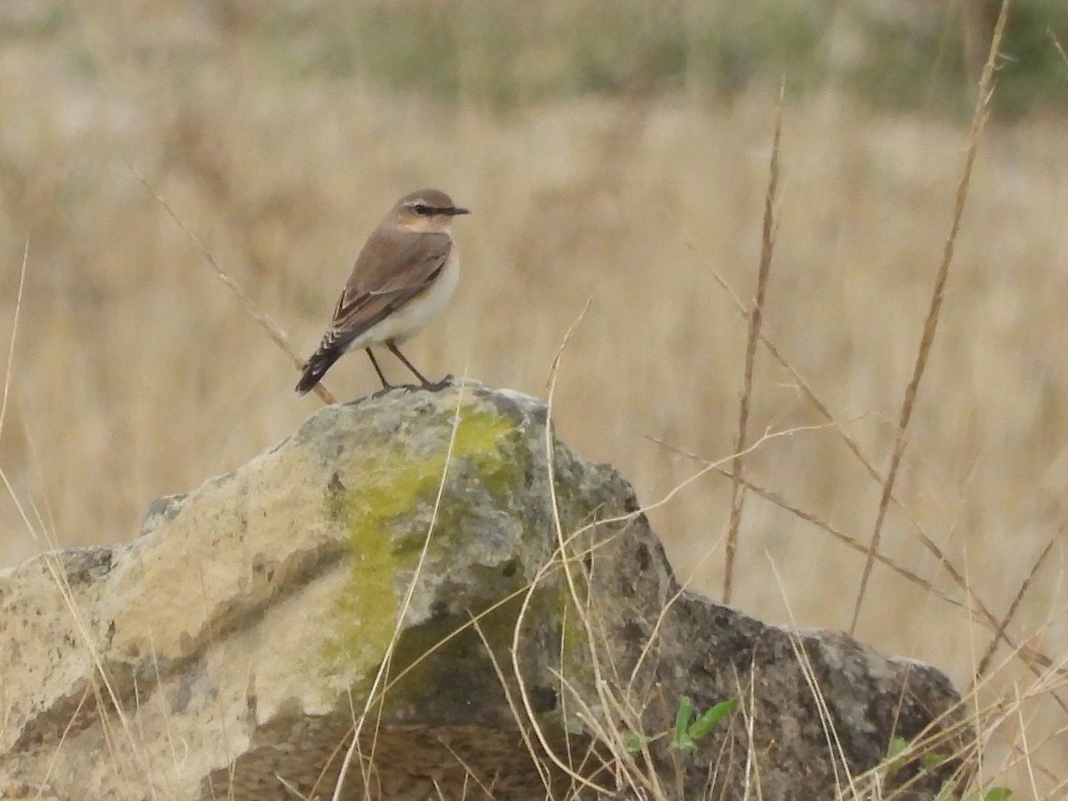 ハシグロヒタキ - ML643138835