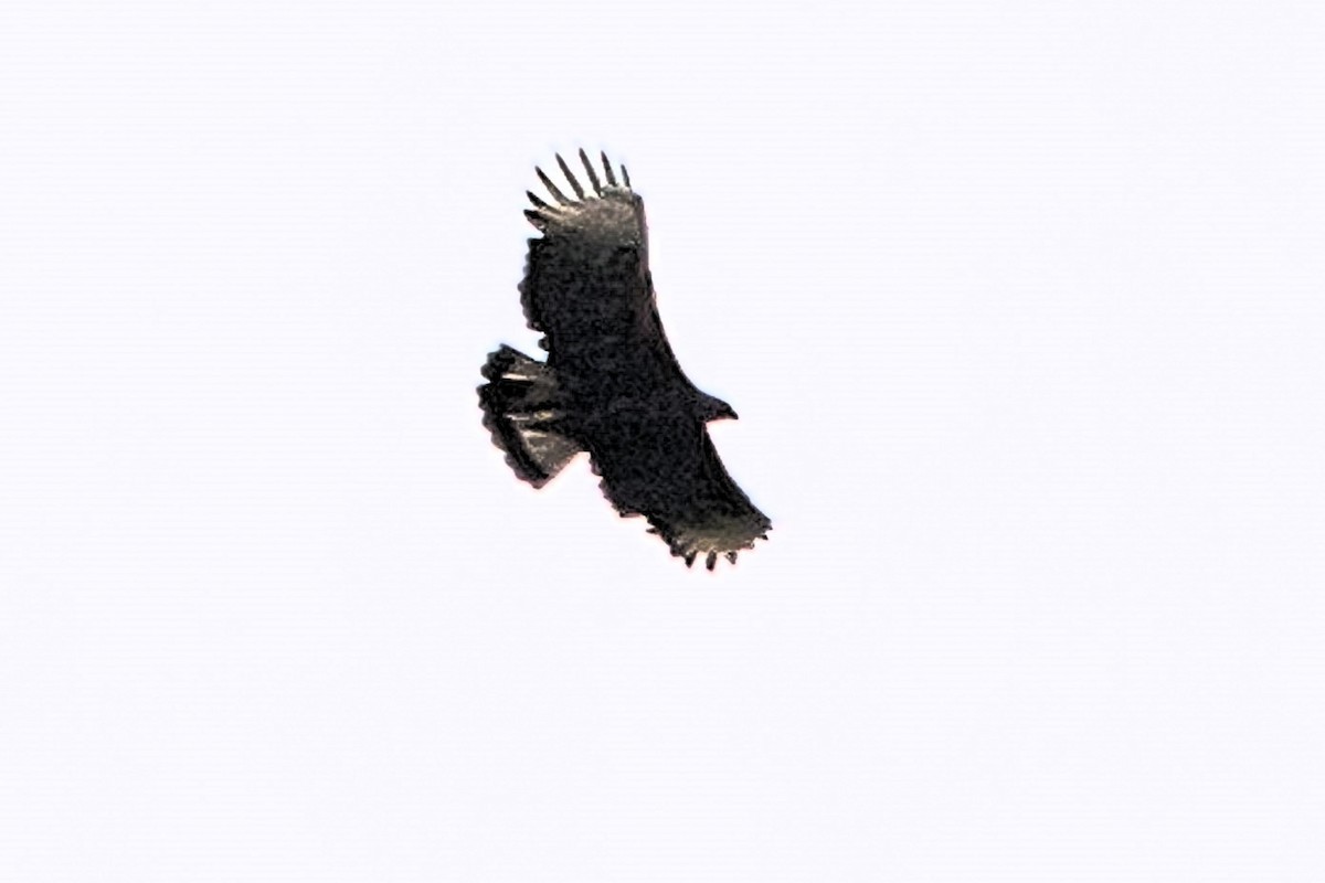 Black-and-chestnut Eagle - ML643138836