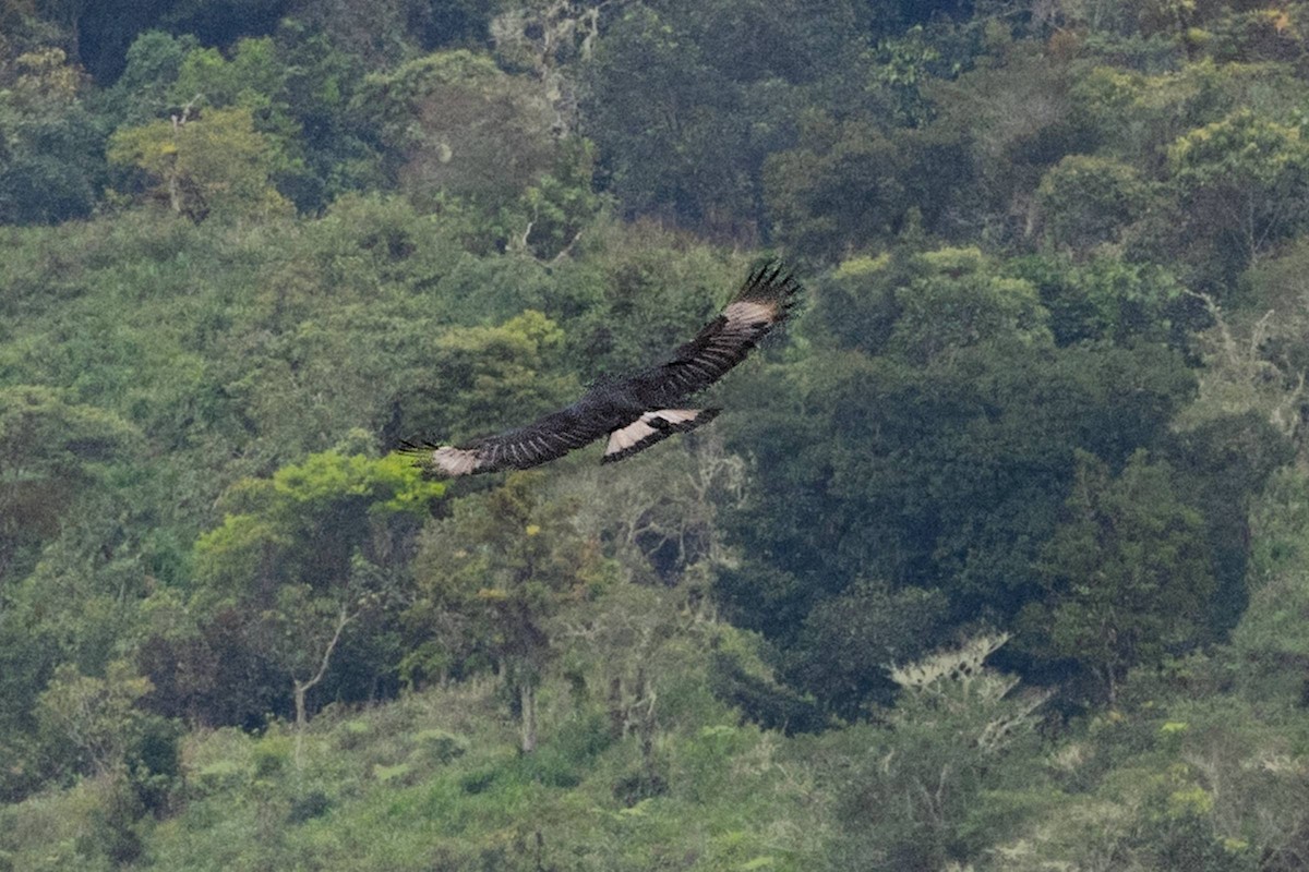 Black-and-chestnut Eagle - ML643138837