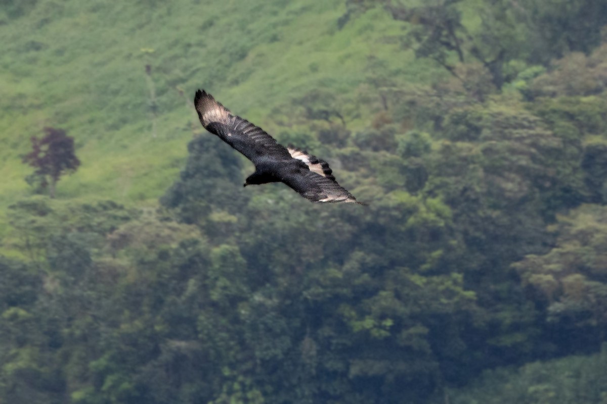 Black-and-chestnut Eagle - ML643138838