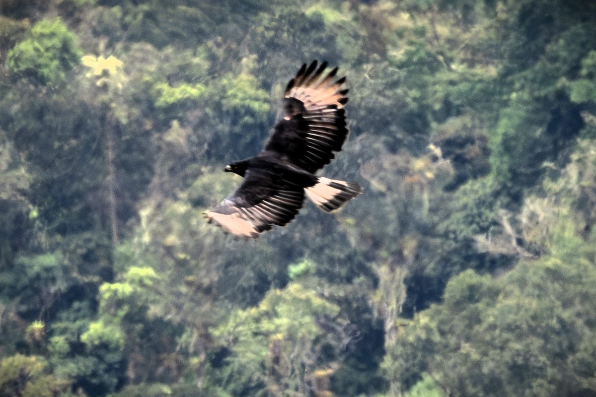 Black-and-chestnut Eagle - ML643138839