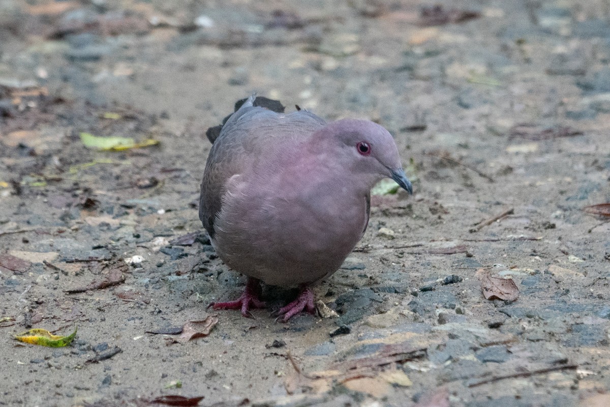 holub krátkozobý - ML643138842