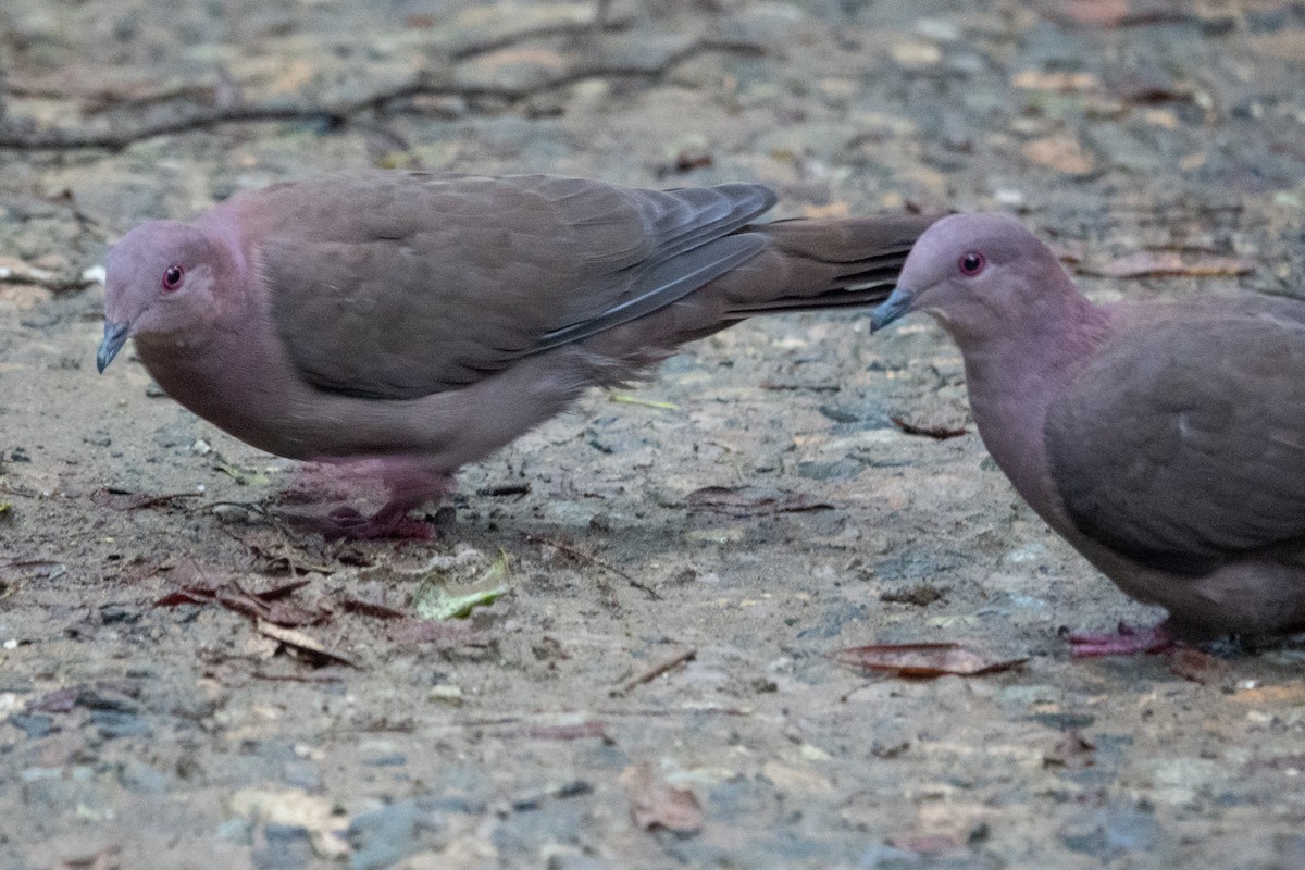 holub krátkozobý - ML643138843