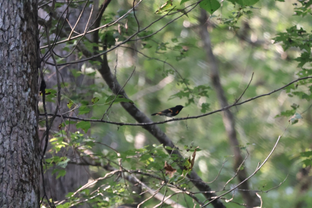 American Redstart - ML643138847