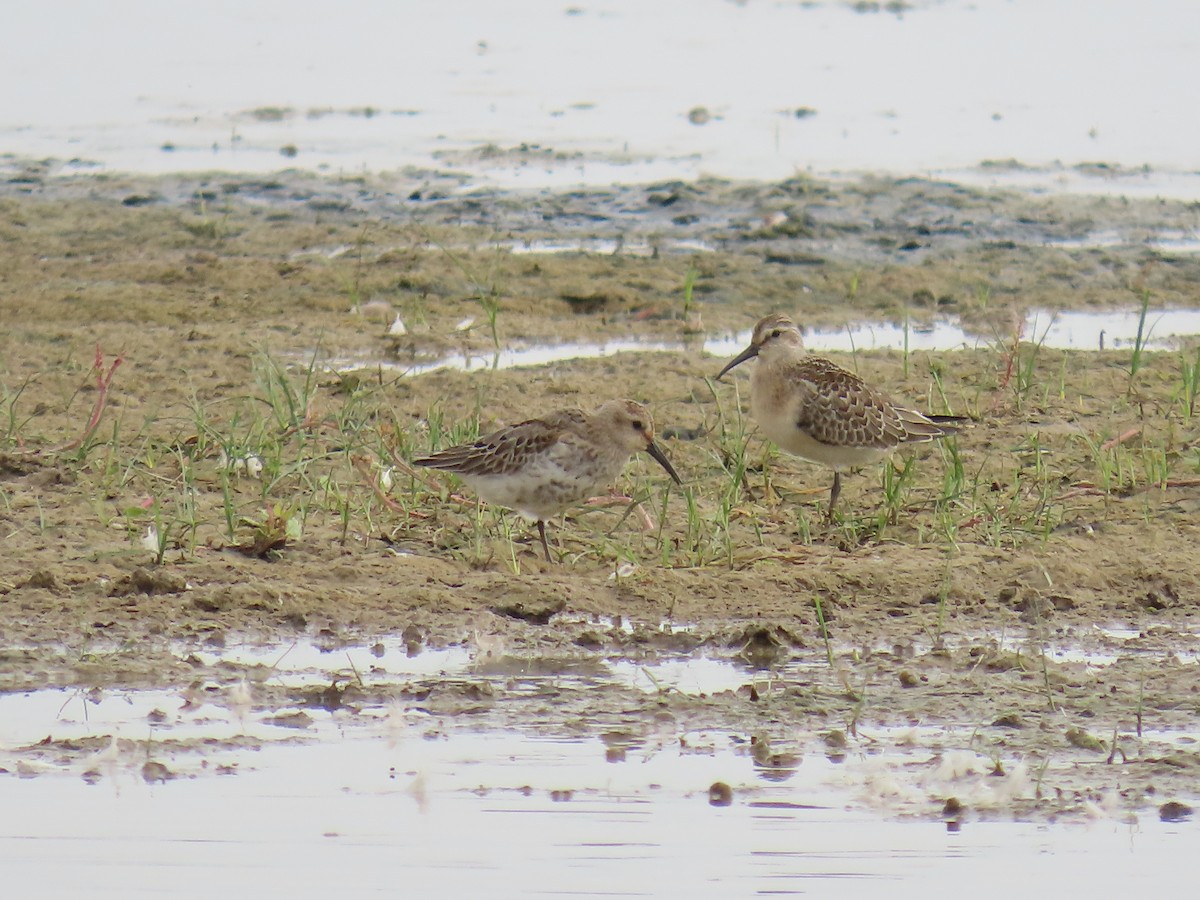 Curlew Sandpiper - ML643138850