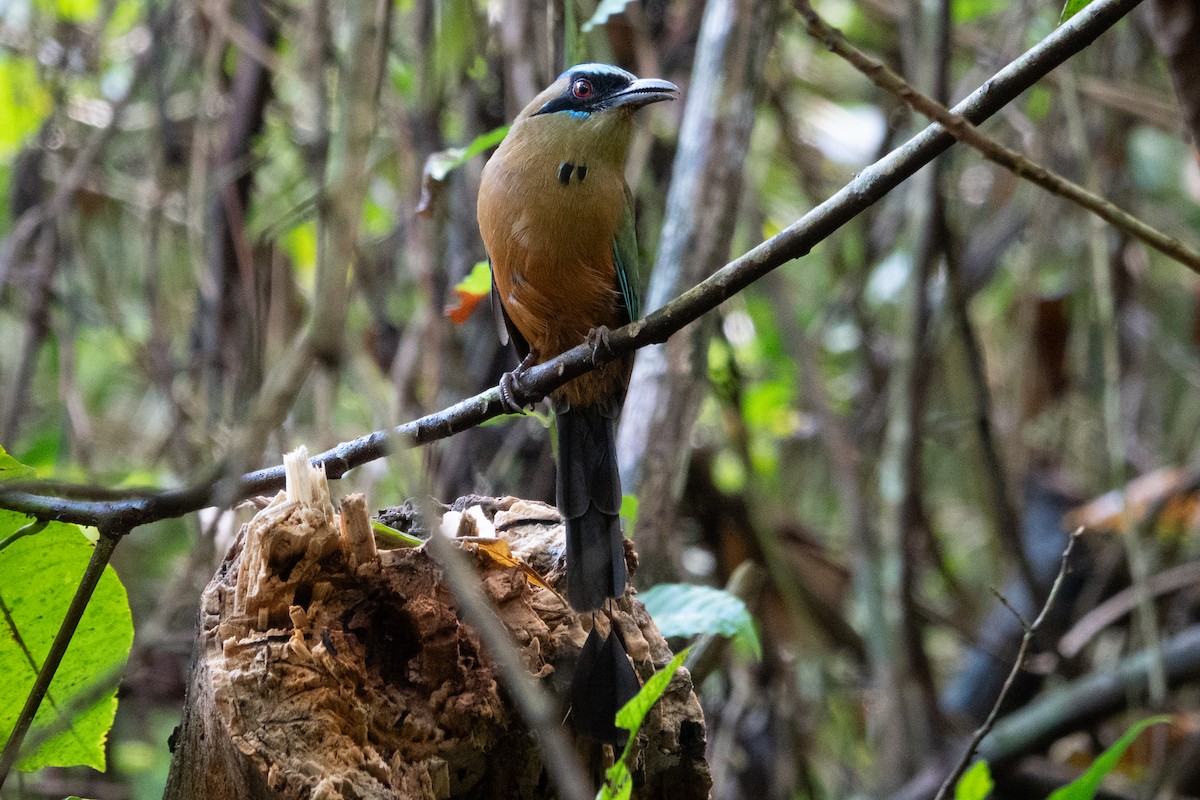 Motmot caraïbe - ML643138864