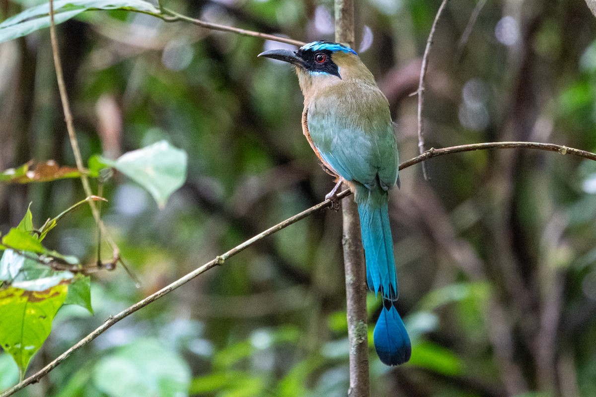 Motmot caraïbe - ML643138865