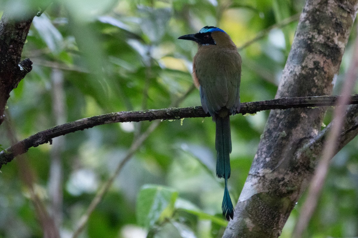 Motmot caraïbe - ML643138866