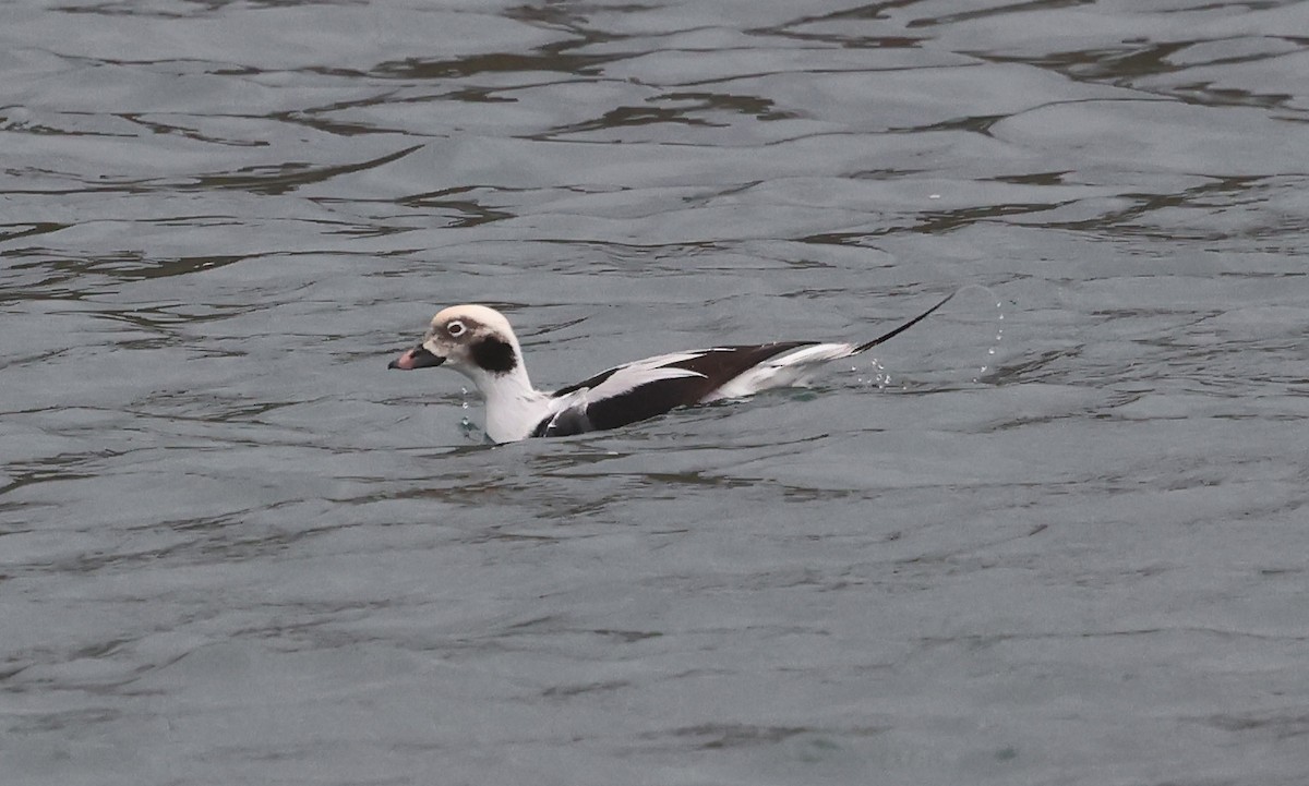 Long-tailed Duck - ML643138893