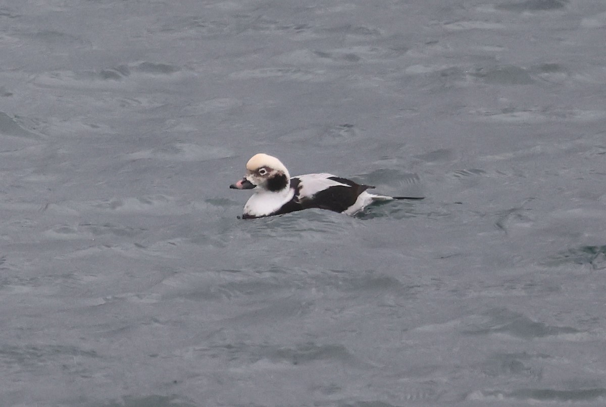Long-tailed Duck - ML643138894