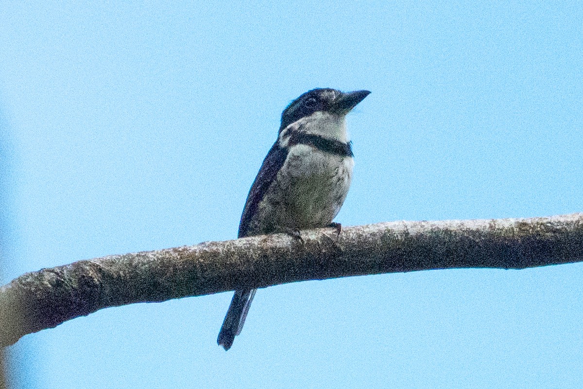 Pied Puffbird - ML643138901