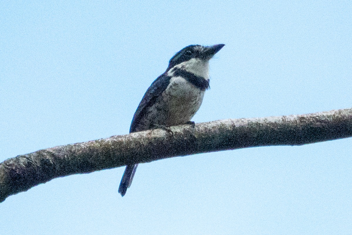 Pied Puffbird - ML643138902