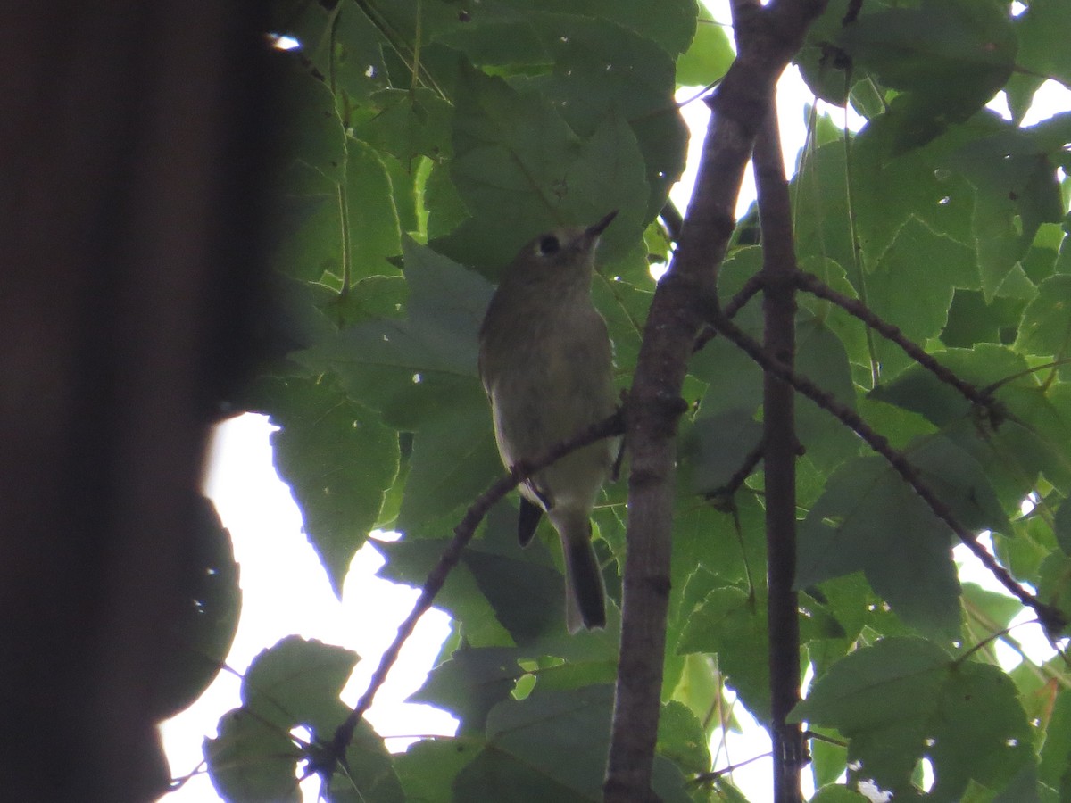 Ruby-crowned Kinglet - ML643138903