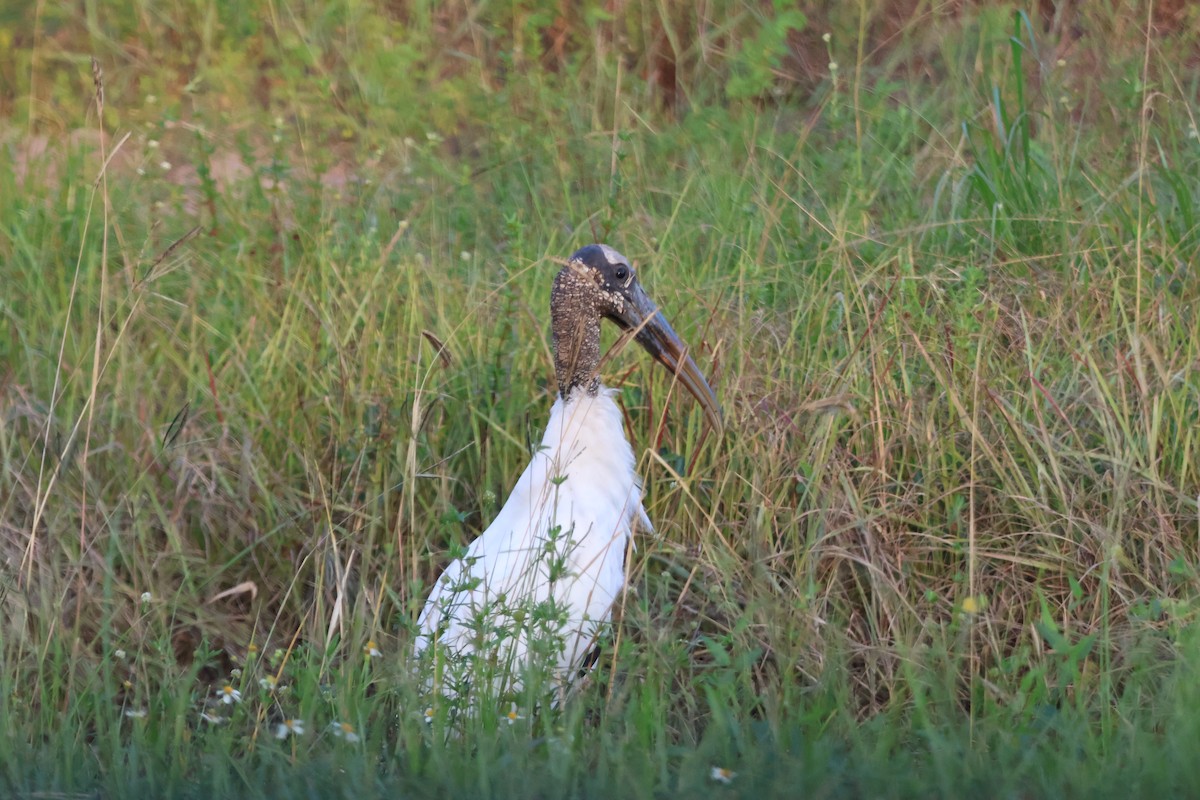 Wood Stork - ML643138918