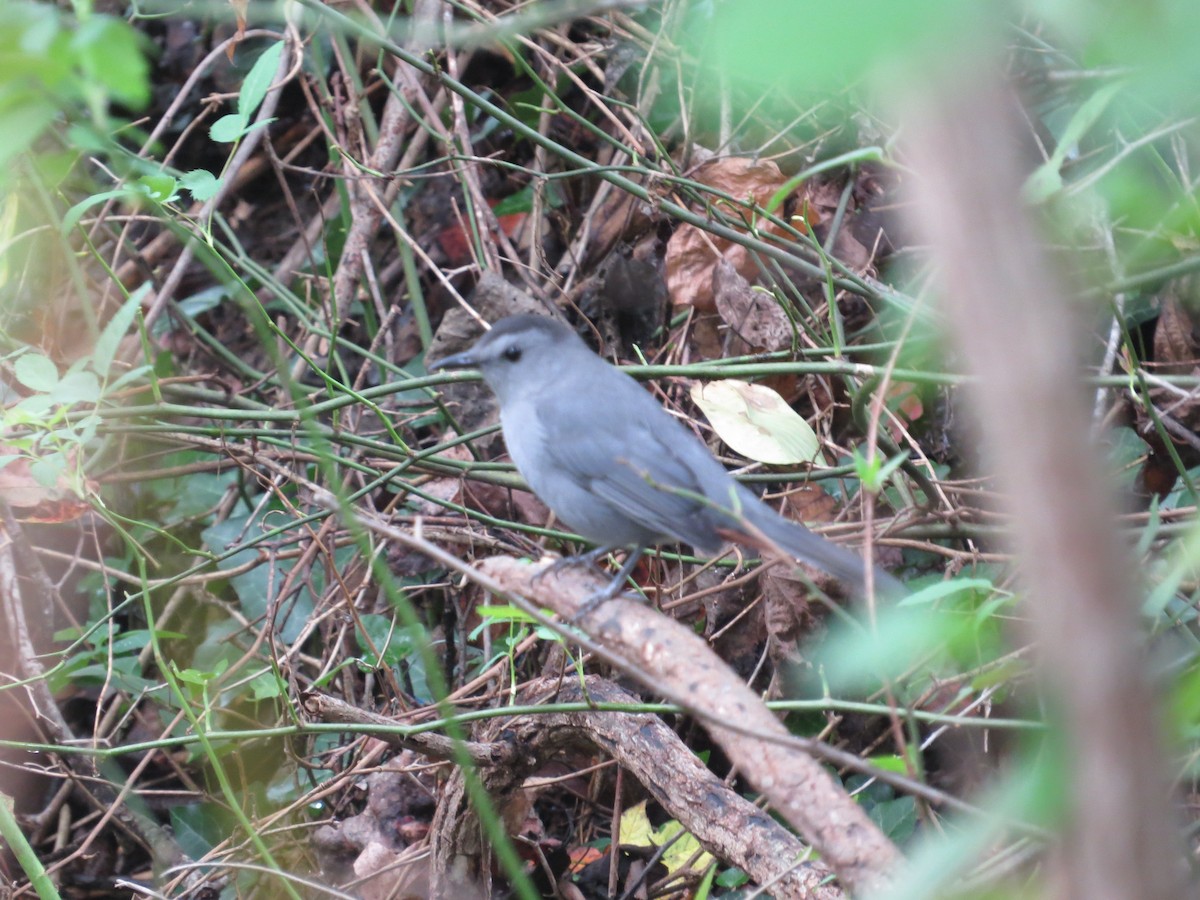 Gray Catbird - ML643138919