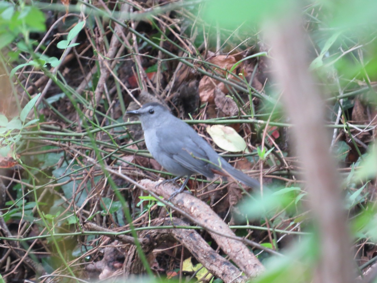 Gray Catbird - ML643138921