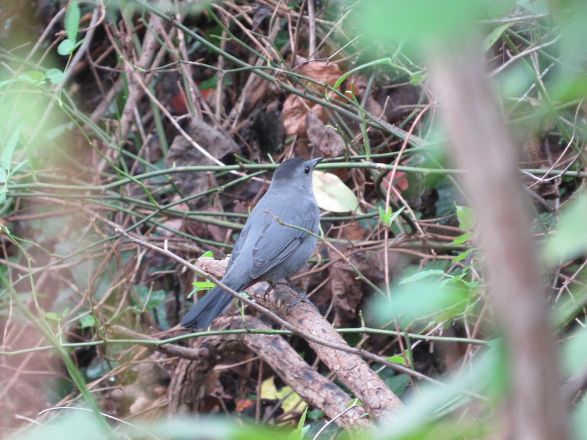 Gray Catbird - ML643138922