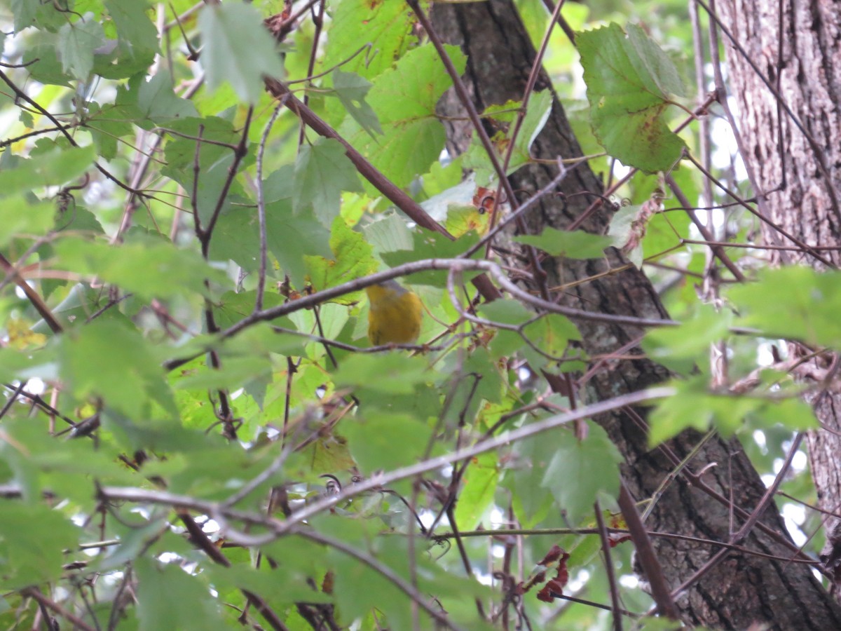 Magnolia Warbler - ML643138947