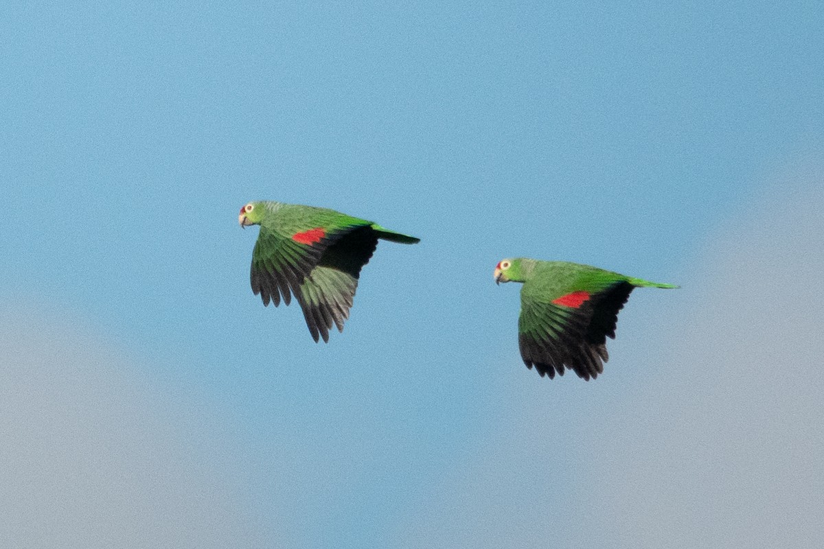Red-lored Amazon - ML643138952