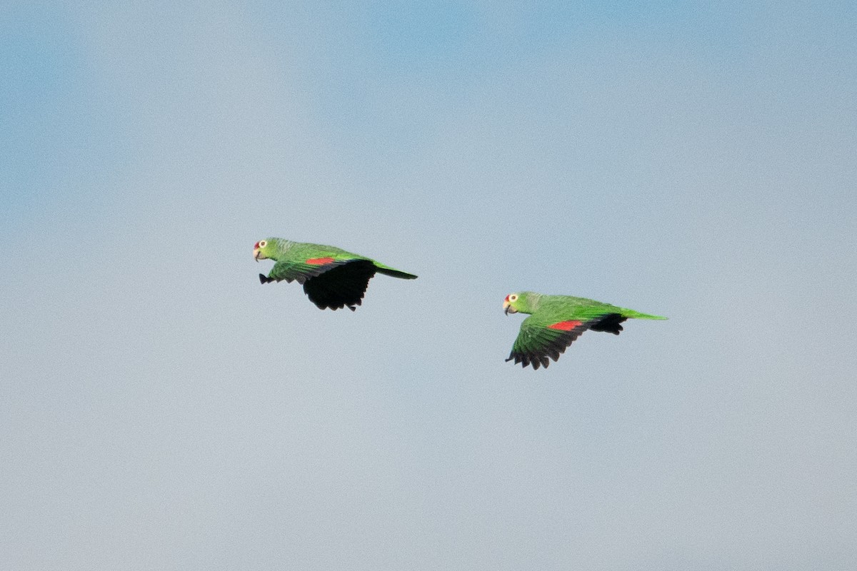 Red-lored Amazon - ML643138953