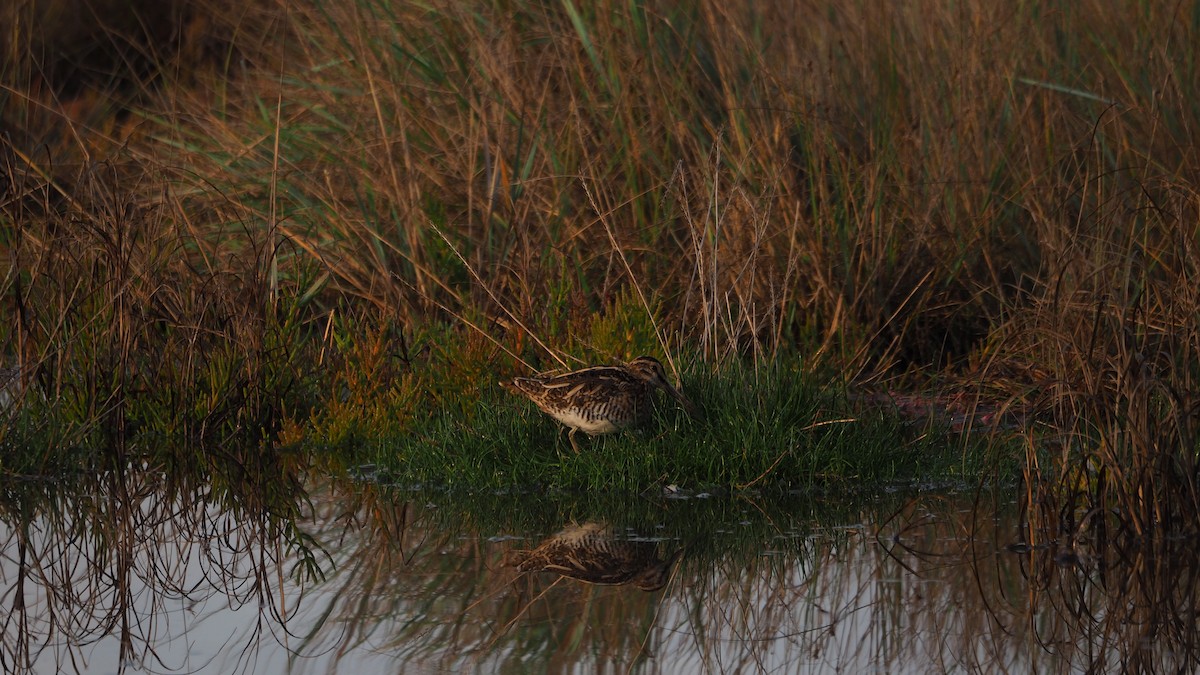Common Snipe - ML643138957