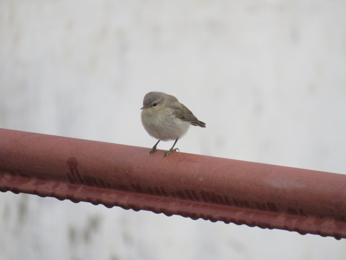 Mountain Chiffchaff - ML643138974