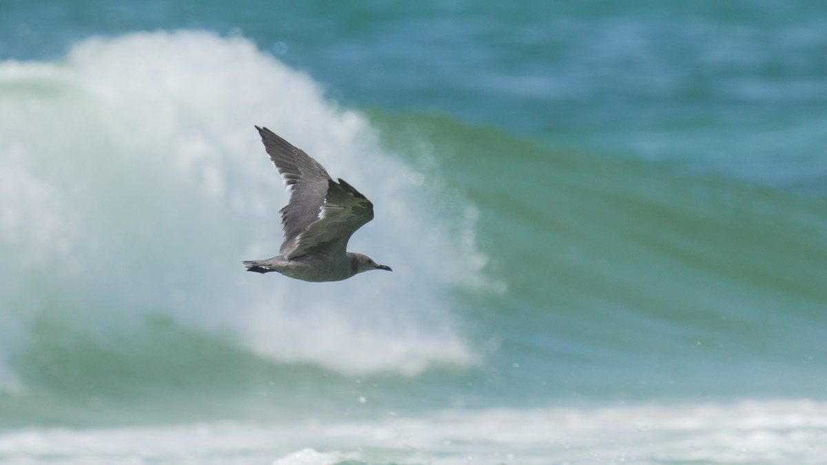 Gray Gull - ML643138986