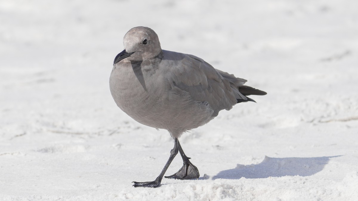 Gray Gull - ML643138987