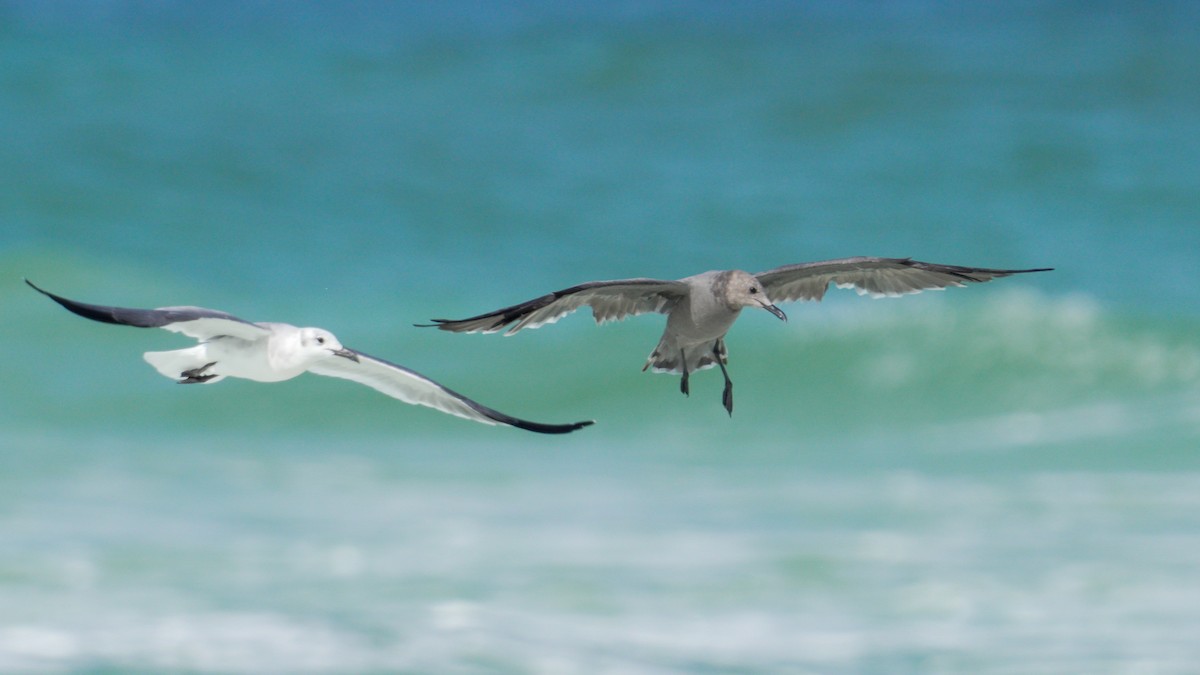 Gray Gull - ML643138989