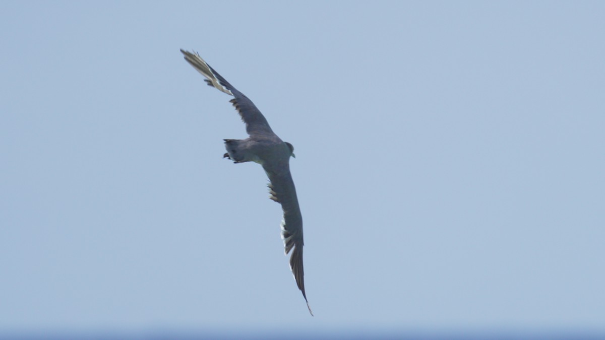 Gray Gull - ML643138990