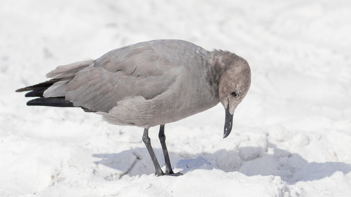 Gray Gull - ML643138991