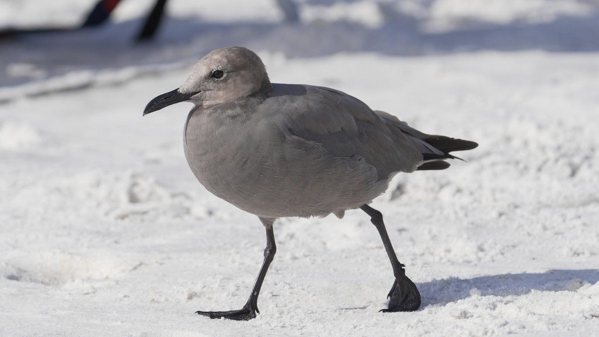 Gray Gull - ML643138992