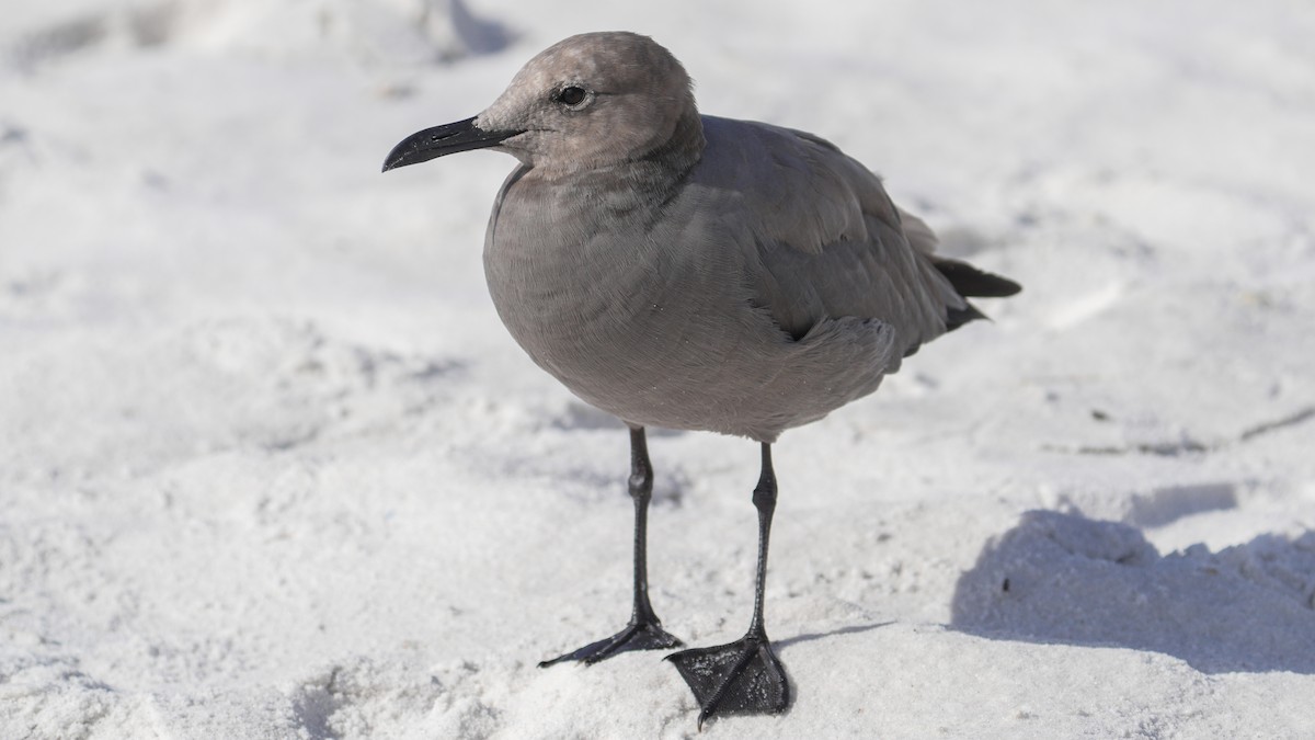 Gray Gull - ML643138996