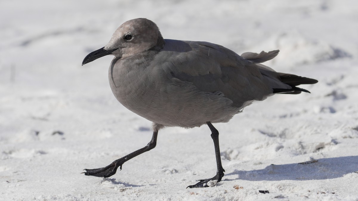 Gray Gull - ML643138997